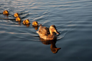 ducks in a row